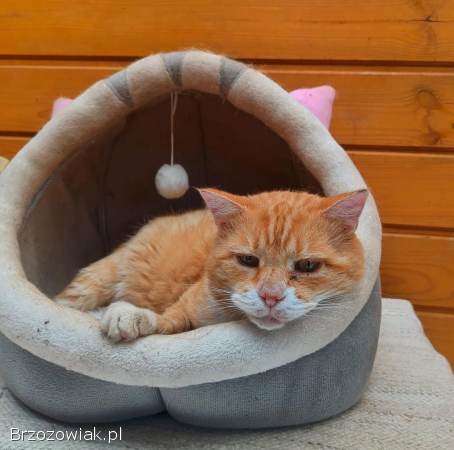 Garfield -  mądry,  ułożony kotek szuka domu!