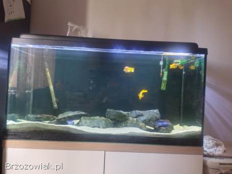 Akwarium 200l pyszczaki filtr kubełkowy