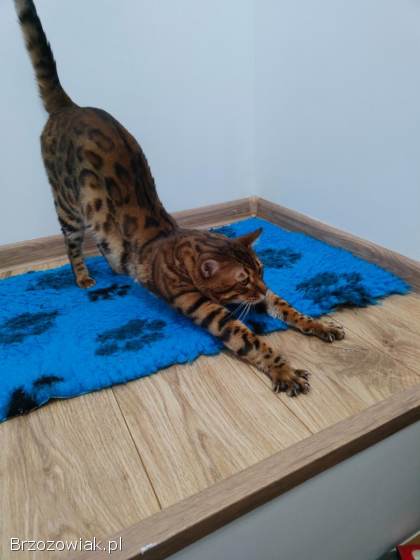 Reproduktor kot bengalski Kenzo Krycie