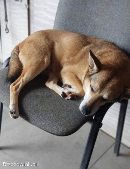 Hela -  niekonfliktowa,  spokojna sunia do adopcji!
