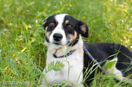 Pepsi -  całe życie w schronisku,  super sunia do adopcji