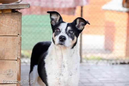 Pepsi -  całe życie w schronisku,  super sunia do adopcji