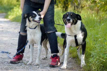 Pepsi -  całe życie w schronisku,  super sunia do adopcji