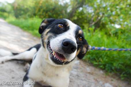 Pepsi -  całe życie w schronisku,  super sunia do adopcji