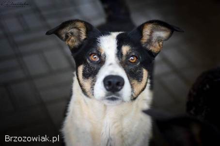 Pepsi -  całe życie w schronisku,  super sunia do adopcji