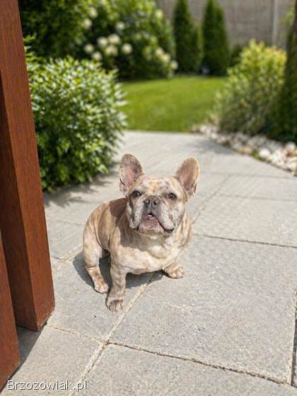 Buldog francuski -  sunia