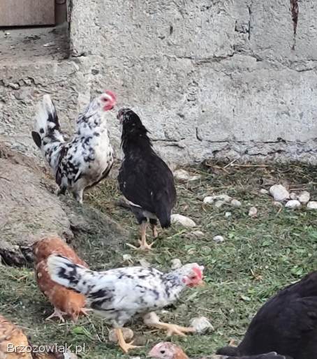Kury koguty liliputy liliputki i czubatki staropolskie
