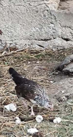Kury koguty liliputy liliputki i czubatki staropolskie