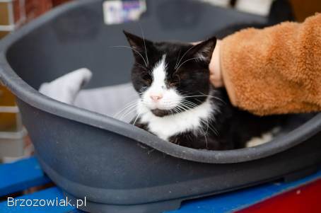 Sany,  starszy,  kochany kocurek szuka pilnie domu!