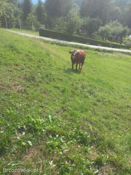 Sprzedam krowę cielną