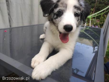 Piesek Border collie blue merle z rodowodem z domowej hodowli