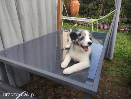 Piesek Border collie blue merle z rodowodem z domowej hodowli
