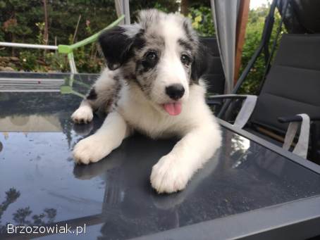 Piesek Border collie blue merle z rodowodem z domowej hodowli