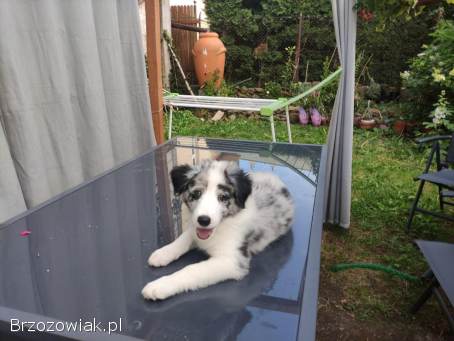 Piesek Border collie blue merle z rodowodem z domowej hodowli