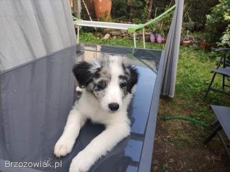Piesek Border collie blue merle z rodowodem z domowej hodowli