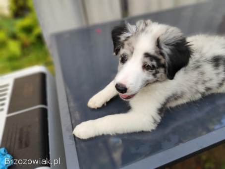 Piesek Border collie blue merle z rodowodem z domowej hodowli