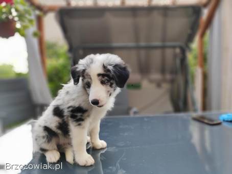 Piesek Border collie blue merle z rodowodem z domowej hodowli