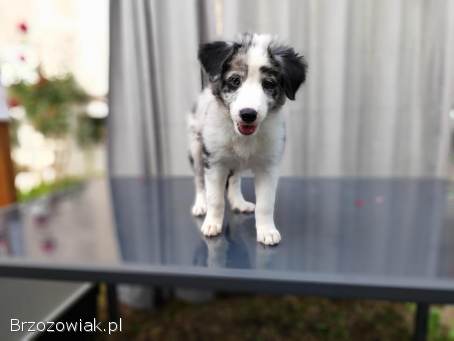 Piesek Border collie blue merle z rodowodem z domowej hodowli