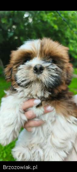 Shih Tzu z rodowodem SWKIPR
