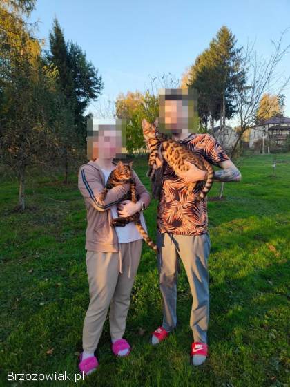 Kot bengalski koty bengalskie kotka Carmen i Bagira Felis Polonia FPL