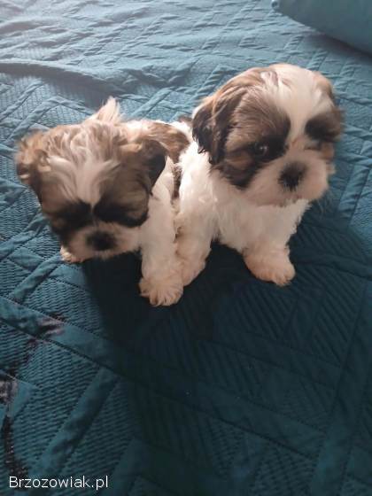 Shih tzu