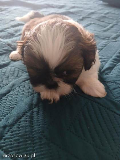 Shih tzu