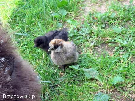Sprzedam Silke mottled miniaturka