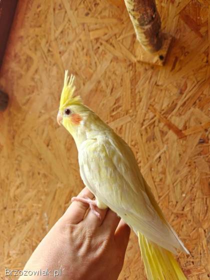 Papuga Papugi