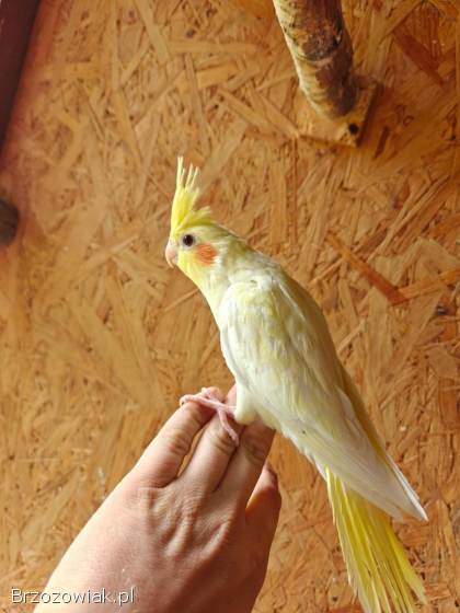 Papuga Papugi