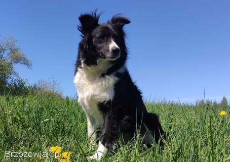 Border Collie -  przebadani sprawdzeni rodzice,  piękne szczenię