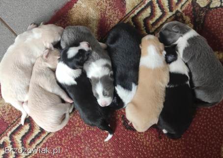 Border Collie -  przebadani sprawdzeni rodzice,  piękne szczenię