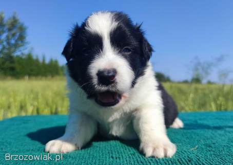 Border Collie -  przebadani sprawdzeni rodzice,  piękne szczenię