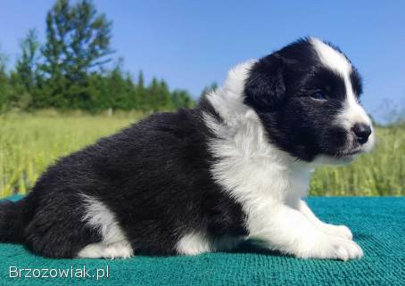 Border Collie -  przebadani sprawdzeni rodzice,  piękne szczenię