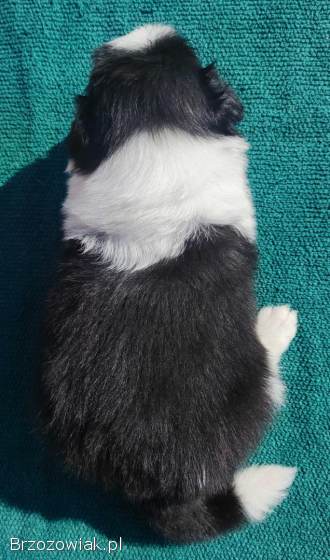 Border Collie -  przebadani sprawdzeni rodzice,  piękne szczenię
