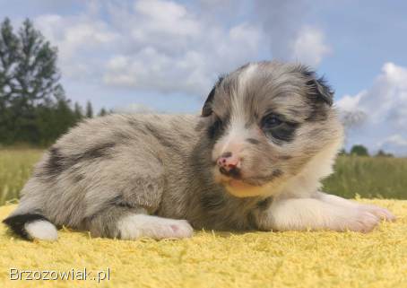 Wspaniała suczka blue-merle BORDER COLLIE -  przebadani rodz,  pełna dok.