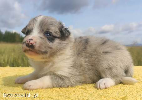 Wspaniała suczka blue-merle BORDER COLLIE -  przebadani rodz,  pełna dok.