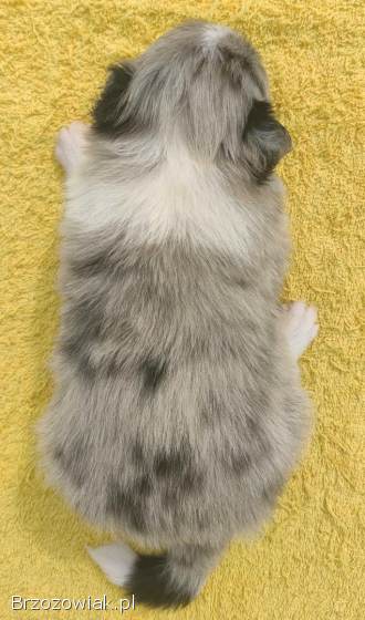 Wspaniała suczka blue-merle BORDER COLLIE -  przebadani rodz,  pełna dok.