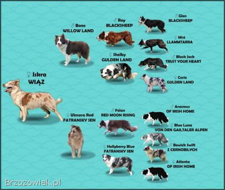Wspaniała suczka blue-merle BORDER COLLIE -  przebadani rodz,  pełna dok.