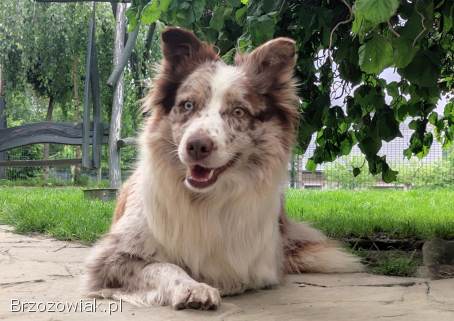 Wspaniała suczka blue-merle BORDER COLLIE -  przebadani rodz,  pełna dok.