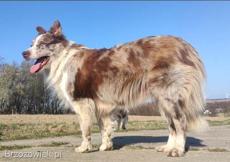 Wspaniała suczka blue-merle BORDER COLLIE -  przebadani rodz,  pełna dok.
