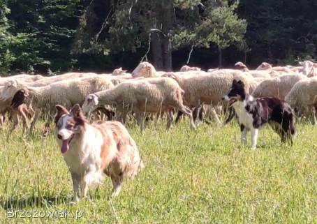 Wspaniała suczka blue-merle BORDER COLLIE -  przebadani rodz,  pełna dok.