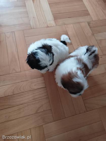 Shih Tzu