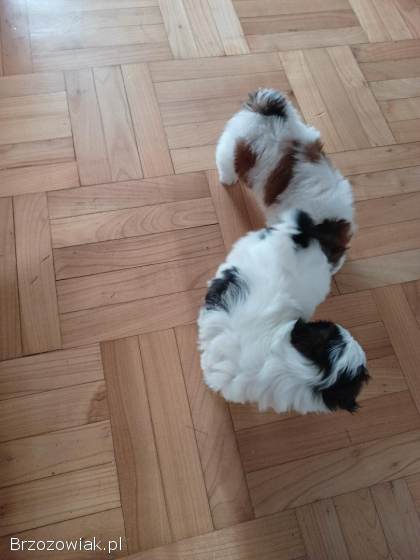 Shih Tzu