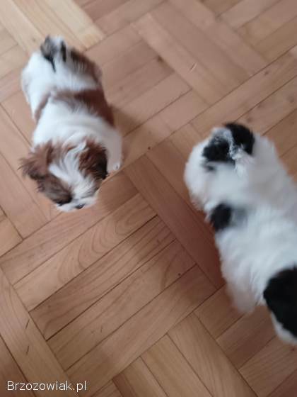 Shih Tzu