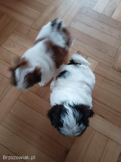 Shih Tzu
