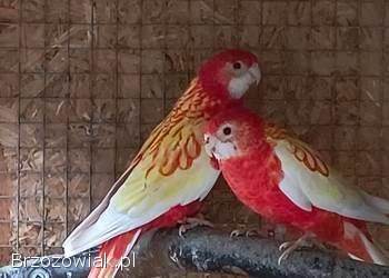 Papugi