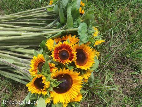 SŁONECZNIK OZDOBNY 🌻