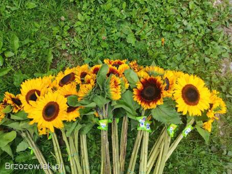 SŁONECZNIK OZDOBNY 🌻