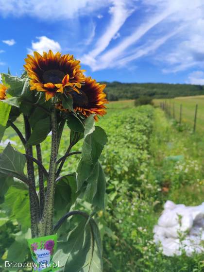 SŁONECZNIK OZDOBNY 🌻