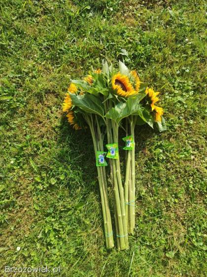 SŁONECZNIK OZDOBNY 🌻